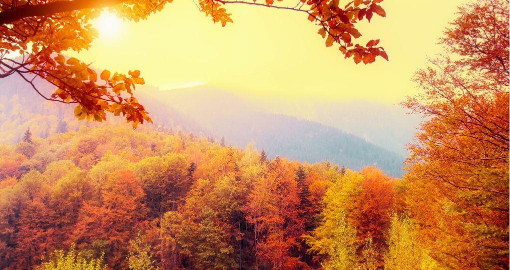 Just Like the Trees: Let Your Own Beautiful Colors Show